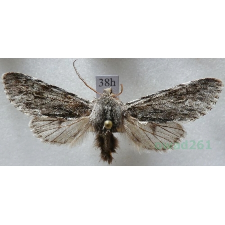 Brachionycha nubeculosa (Esper, 1785) Lazdona brzezinówka Czech38h
